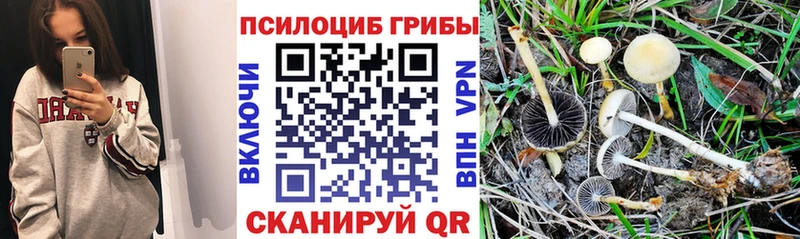 Галлюциногенные грибы Cubensis  Купить  Красноармейск 